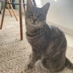 Chloé & alexandre témoignent pour zadig