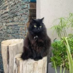 Colette témognage pour kitty