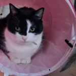 Eva témoignage pour vlam