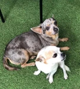 Florence témoigne pour ginkgo & hermione