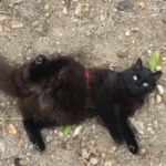 Florence témoigne pour guinness