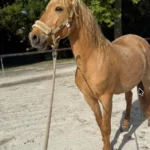 Lucie témoigne pour jaguar