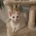 Nola temoignage sixtine 2