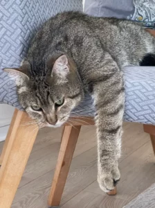 Redha témoigne pour mister tongue