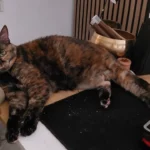 Témoignage pour sinsé