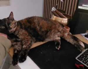 Témoignage pour sinsé